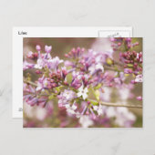 春のライラックの花の写真 ポストカード (正面/裏面)