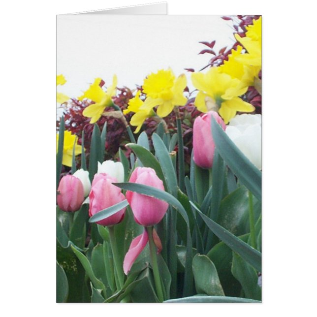 春のラッパスイセンおよびチューリップ (正面)