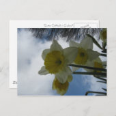 春のラッパスイセンの郵便はがき シーズンポストカード (正面/裏面)