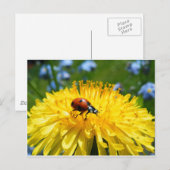 春のラディバードon Dandelion ポストカード (正面/裏面)