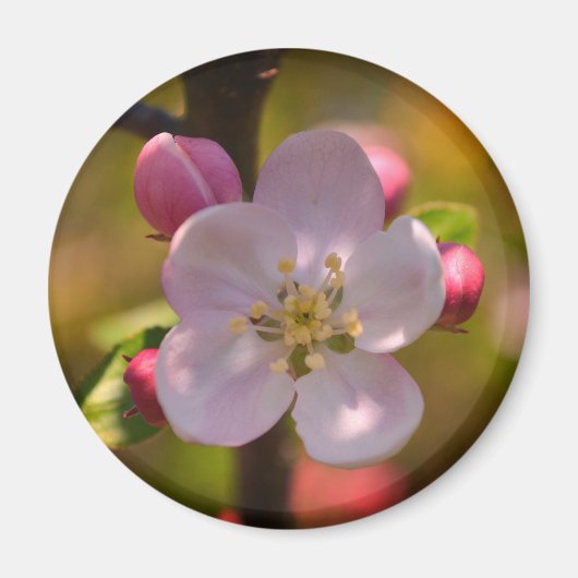春のリンゴの花 マグネット (正面)