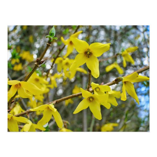 春のレンギョウ フォトプリント            (正面)