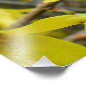 春のレンギョウ フォトプリント            (角)