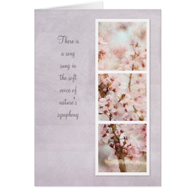 春のロマンスの桜 (正面)