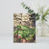 春の兆 ポストカード (スタンド正面)