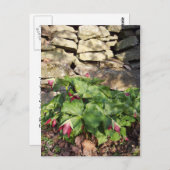 春の兆 ポストカード (正面/裏面)