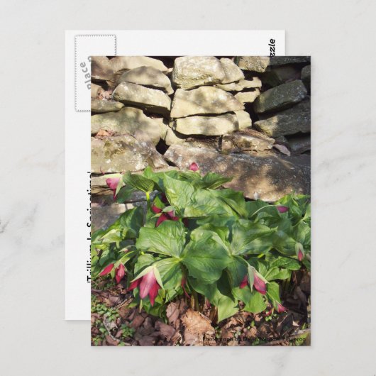 春の兆 ポストカード (正面/裏面)