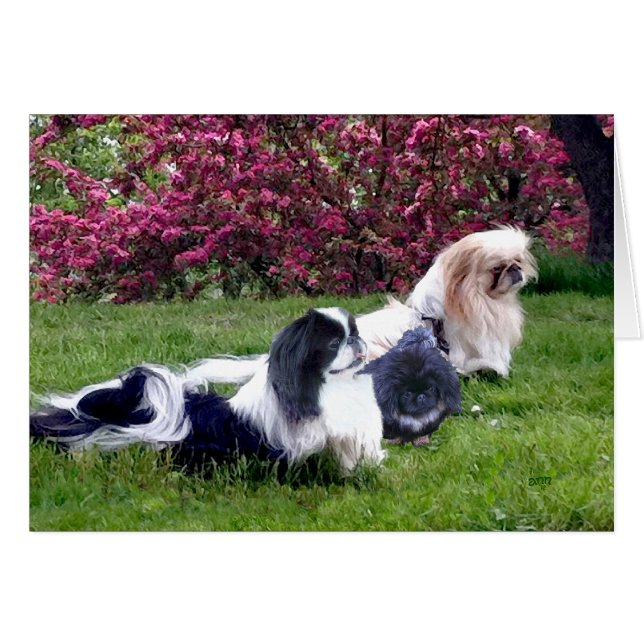 春の北京犬グループ (正面横)