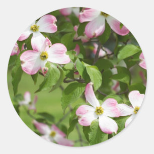 春の咲くピンクのミズキの花 ラウンドシール