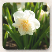 春の大きな白い水仙 コースター (正面)