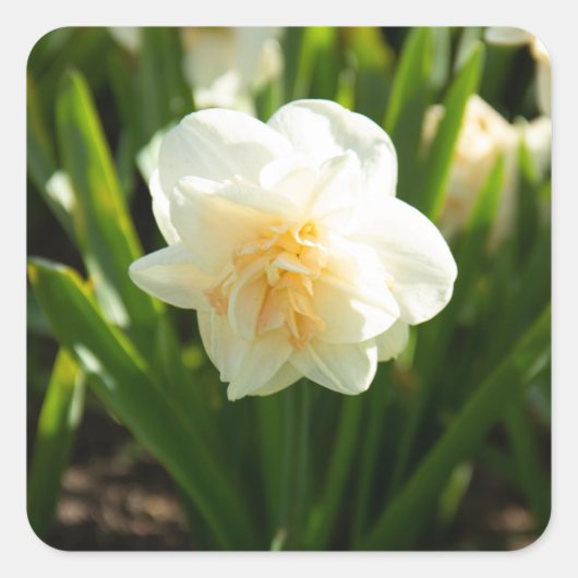 春の大きな白い水仙 スクエアシール (正面)