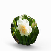 春の大きな白い水仙 フォトブロック (右)