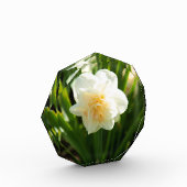 春の大きな白い水仙 フォトブロック (左)