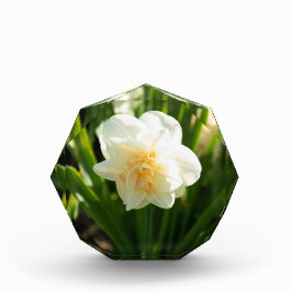 春の大きな白い水仙 フォトブロック