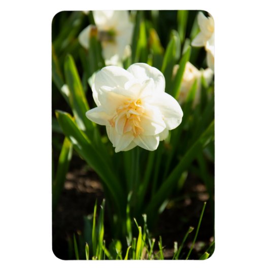 春の大きな白い水仙 マグネット (縦)
