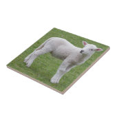 春の子ヒツジ タイル (側面)