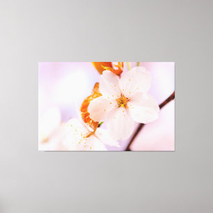 春の季節の桜の花の正面図 キャンバスプリント