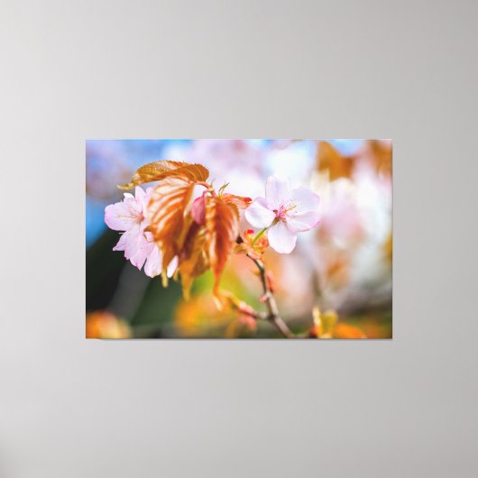 春の小さな枝に咲くチャーミングな桜の花 キャンバスプリント (正面)