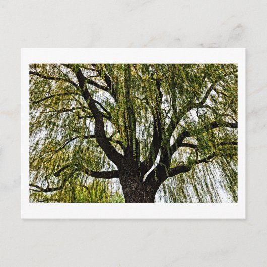 春の希望は控えめ ポストカード (正面)