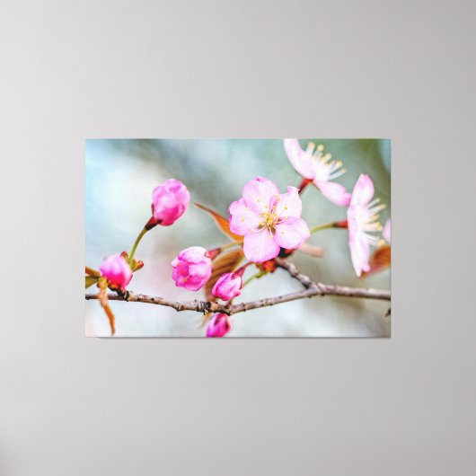 春の庭でのサクラの花への強い憧れ キャンバスプリント (正面)