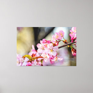 春の庭に咲く優しい桜の花 キャンバスプリント