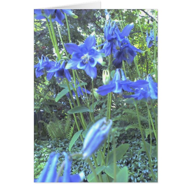 春の成長するオダマキ（植物） (正面)