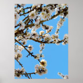 春の抱擁：青空に白い花 ポスター (正面)