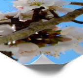 春の抱擁：青空に白い花 ポスター (角)