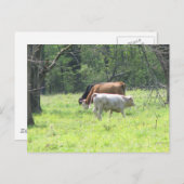 春の放牧ルイジアナ ポストカード (正面/裏面)