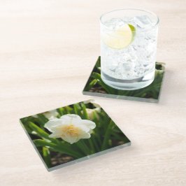 春の日に咲く大きな白い水仙 ガラスコースター