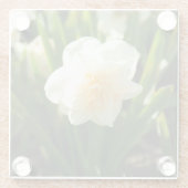 春の日に咲く大きな白い水仙 ガラスコースター (裏面)