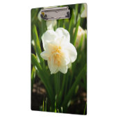 春の日に咲く大きな白い水仙 クリップボード (左)