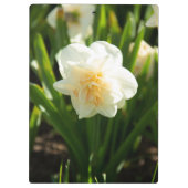 春の日に咲く大きな白い水仙 クリップボード (裏面)