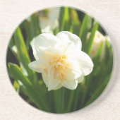 春の日に咲く大きな白い水仙 コースター (正面)