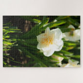 春の日に咲く大きな白い水仙 ジグソーパズル (横)