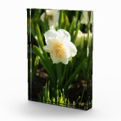 春の日に咲く大きな白い水仙 フォトブロック (右)