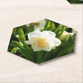 春の日に咲く大きな白い水仙 ペーパーコースター (アングル)