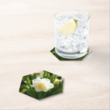 春の日に咲く大きな白い水仙