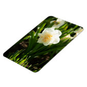 春の日に咲く大きな白い水仙 マグネット (左側)