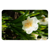 春の日に咲く大きな白い水仙 マグネット (横)