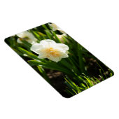 春の日に咲く大きな白い水仙 マグネット (右側)