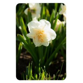 春の日に咲く大きな白い水仙 マグネット