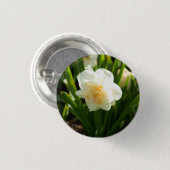 春の日に咲く大きな白い水仙 缶バッジ (正面&裏面)