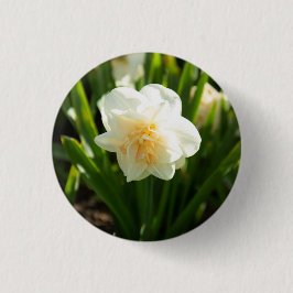 春の日に咲く大きな白い水仙 缶バッジ