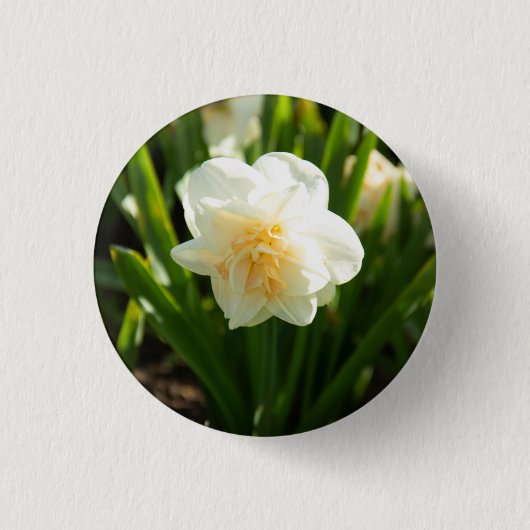 春の日に咲く大きな白い水仙 缶バッジ (正面)