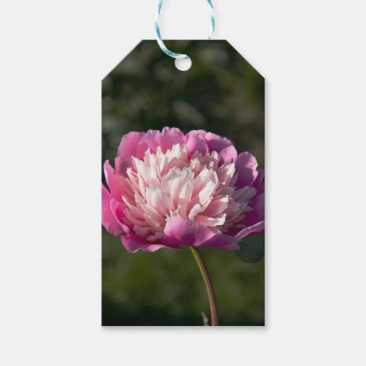 春の日に大きなピンクの牡丹の花 ギフトタグ (正面)