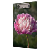 春の日に大きなピンクの牡丹の花 クリップボード (左)