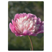 春の日に大きなピンクの牡丹の花 クリップボード (裏面)