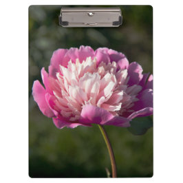 春の日に大きなピンクの牡丹の花 クリップボード