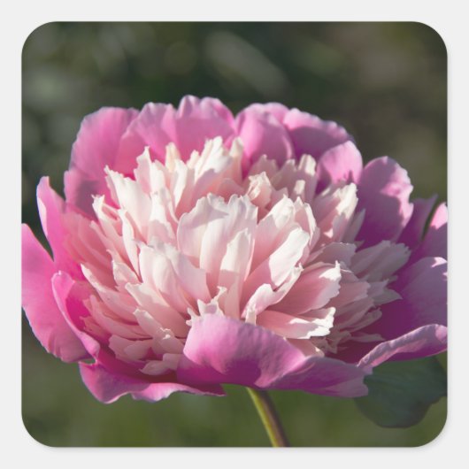 春の日に大きなピンクの牡丹の花 スクエアシール (正面)